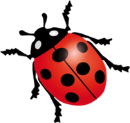 Marienkäfer